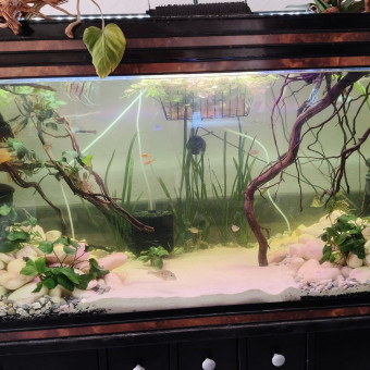 aquariophile liem-quach