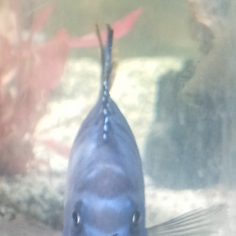 aquariophile Bobo66