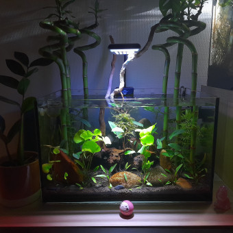 aquariophile Pinkils