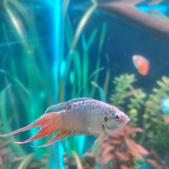 aquariophile Flo83