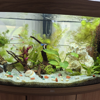 aquariophile cecile1170751