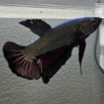 aquariophile G0t1er