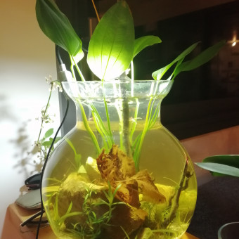 aquariophile Mangianti