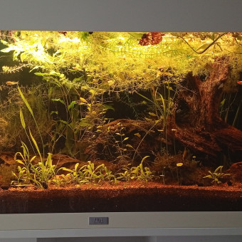 aquariophile ApisBettas