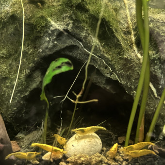 aquariophile 0red-tiger0