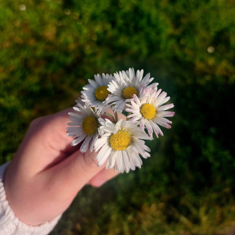 aquariophile Anthemis080