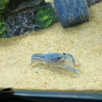 aquariophile moimoi21