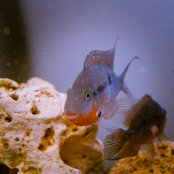 aquariophile Wemale1120