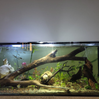 aquariophile Guizmo52
