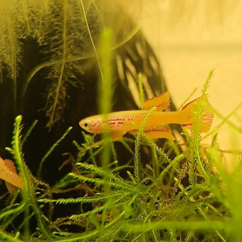 aquariophile Killies.S