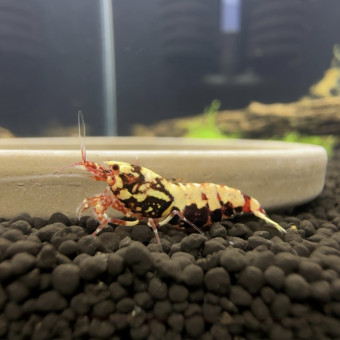aquariophile David75