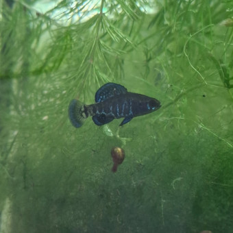 aquariophile Riviere280224