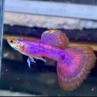 aquariophile Borishrimp