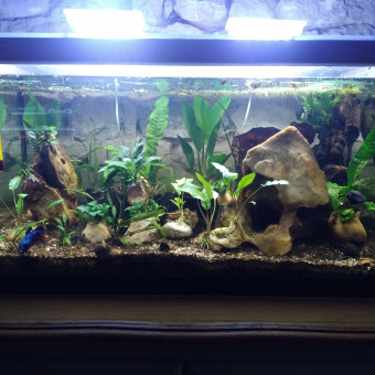 aquariophile Adriforg