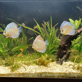 aquariophile Bruno6944000