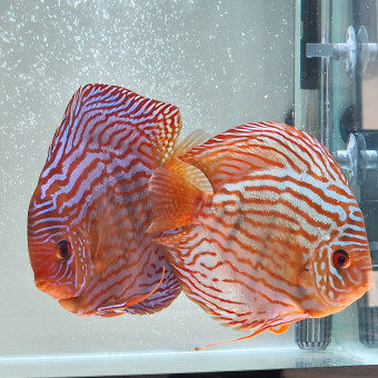 aquariophile Geraldtourcoing