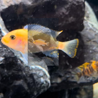 aquariophile Sp.Malawi