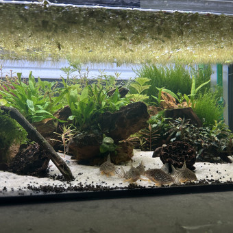 aquariophile Mathis177