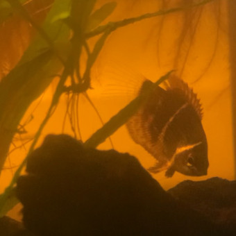 aquariophile luciol3