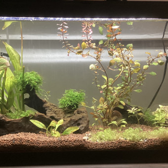 aquariophile Aliosha51