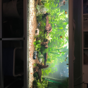 aquariophile Smirzpix