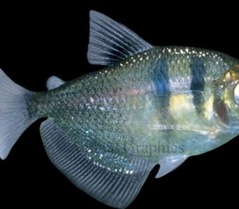 aquariophile Gymnocorymbus