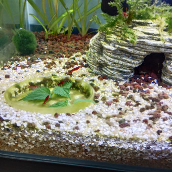 aquariophile Billipaul