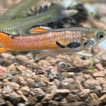 aquariophile carolanne