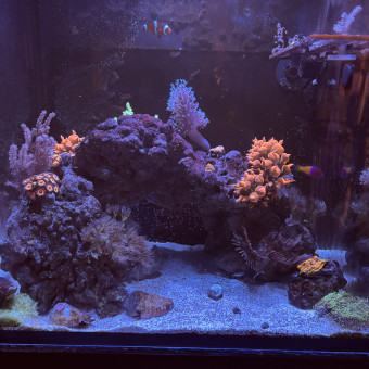 aquariophile Hugo_svgn
