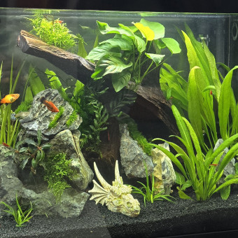 aquariophile Stephane83