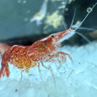 aquariophile Lucas59