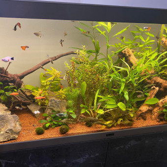aquariophile Mouss