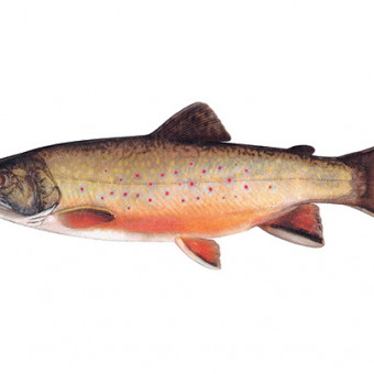 aquariophile latruiteduquebec