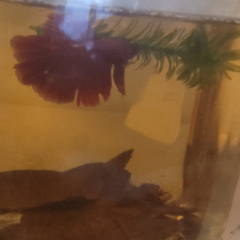 aquariophile Say30betta