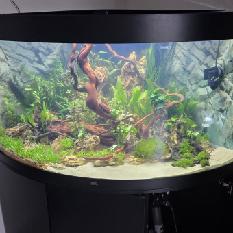 aquariophile bastien62000