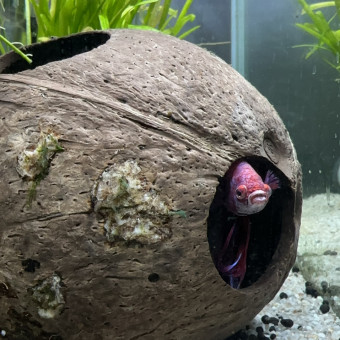 aquariophile Syfaba