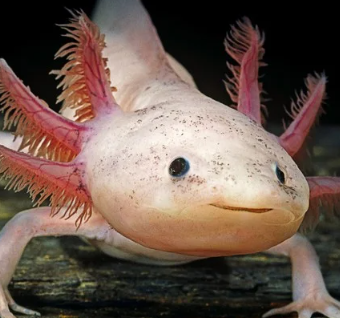 aquariophile looking_for_fishs23