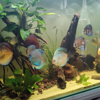 aquariophile Mikroute61