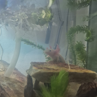 aquariophile AnnaAprt