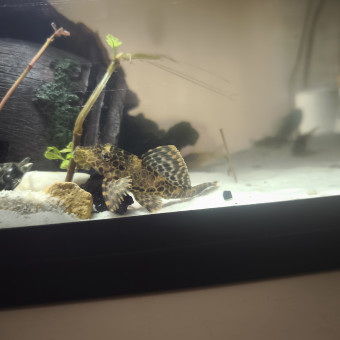 aquariophile Goldyfish