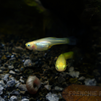 aquariophile FrenchieFishi