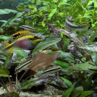 aquariophile Abeille