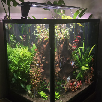 aquariophile MAX.1208