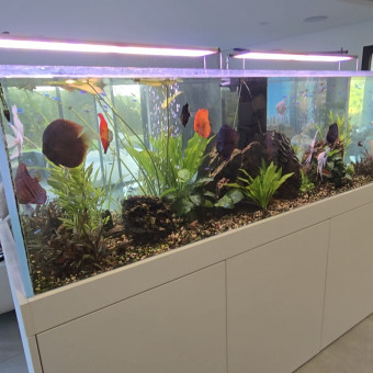 aquariophile Alebigot