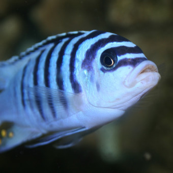 aquariophile SKALARIS_45