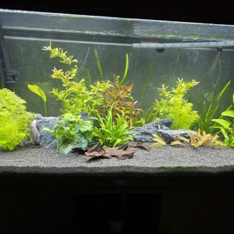 aquariophile NoisyMoonmoon