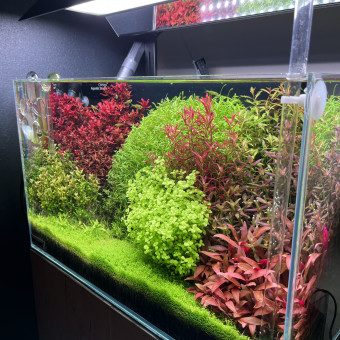 aquariophile AlexisLH