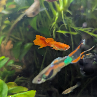 aquariophile Besso