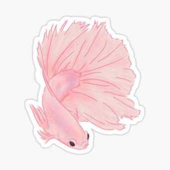 aquariophile QueenCrowntail