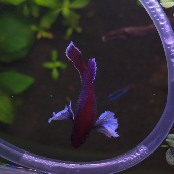 aquariophile celia08